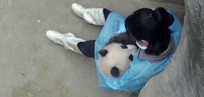 Сърдито бебе панда се утешава в прегръдките на своя гледач (ВИДЕО)