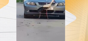 Щъркел „атакува” автомобили и тормози жители на Луковит (ВИДЕО)