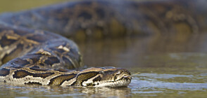 Рекорд: Заловиха 6-метров бирмански питон във Флорида (ВИДЕО)