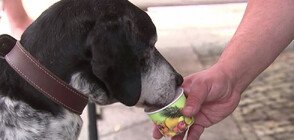 Сладолед за кучета? Да, възможно е в Берлин (ВИДЕО)