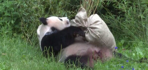 Зарадваха пандата в зоопарка в Берлин с благоуханен подарък (ВИДЕО)