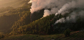 КАДРИ ОТ ДРОН: Вижте мащабите на пожара на остров Ла Палма (ВИДЕО)