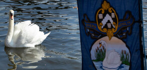 Броят лебедите в Темза, собственост на Чарлз III (ВИДЕО+СНИМКИ)
