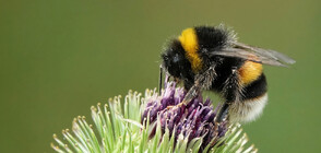 Над 100 милиона пчели бяха убити след злоупотреба с пестициди в Бразилия (ВИДЕО)