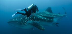 ЩАСТЛИВА РАЗВРЪЗКА: Хванати в капан китови акули бяха спасени от водолази (ВИДЕО)