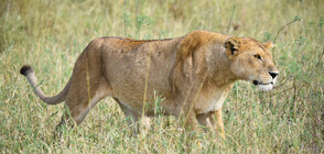 Лъвица се разхожда по улиците на Берлин, полицията блокира три квартала (ВИДЕО)