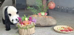 Първата панда, отгледана изцяло в плен, отпразнува 10-и рожден ден (ВИДЕО)