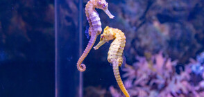 Хотели за морски кончета помагат за възстановяването на вида в Австралия (ВИДЕО)