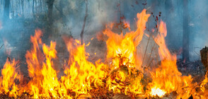 Пожар бушува на българо-турската граница