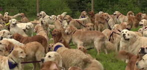 Стотици кучета отпразнуваха годишнината от създаването на породата голдън ретривър (ВИДЕО)