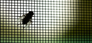 Как да се отървем от мухите на открито?
