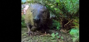 Вижте Мейпъл – бобърът, намерил нов дом в Портланд (ВИДЕО)