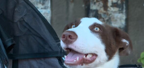 Изоставено куче с деформирани крака намери своя дом и семейство