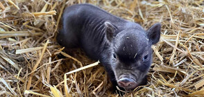 БЕЙБИ БУМ: 42 бебета се родиха в Бургаския зоопарк за 6 дни (ВИДЕО+СНИМКИ)