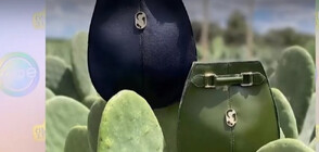 Мексиканска фирма създава чанти и дрехи от кактуси