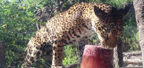 ЗАРАДИ ЖЕГИТЕ: Ягуар в зоопарк в Тексас получи ледени близалки (ВИДЕО)