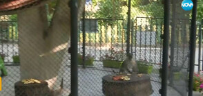 Заради жегите: Животните в зоопарка във Варна получиха ледени близалки