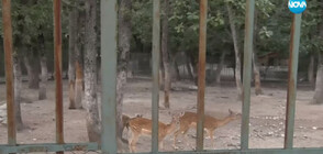 Зоопаркът в Хасково планира да отвори класна стая на открито (ВИДЕО)