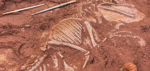 Откриха останки от динозаври и крокодили край Трън (СНИМКИ)