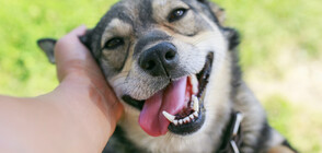 Учени: Галенето на кучета повишава имунитета