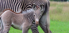 Бебе от застрашен вид зебра се роди в зоопарк в Англия (ВИДЕО)