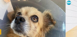 Питбул нападна жена и малкото ѝ куче във Враца