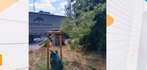 ВАНДАЛИЗЪМ: Защо отрязаха нови дръвчета от двор на болница в София