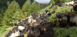 В Академията за овчари обучават и деца (ВИДЕО)