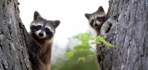 Едно на милион: Необикновено миещо мече се роди в китайски зоопарк (ВИДЕО)