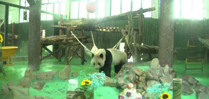 Пандата в зоопарка в Шанхай отпразнува 7-ия си рожден ден (ВИДЕО)