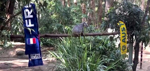 Коала предсказа победата на Австралия срещу Франция на Световното по футбол за жени (ВИДЕО)