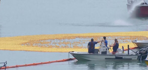 90 000 гумени патета се впуснаха в надпревара по река Чикаго (ВИДЕО)