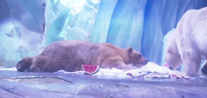 Ледени блокове и пресни плодове за питомците на зоопарка в Шанхай (ВИДЕО)
