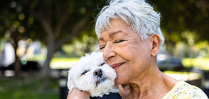 Учени в САЩ опитват да забавят процеса на стареене при кучетата