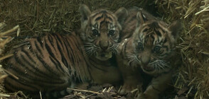 Зоопарк в Германия показа тигърчета от застрашен вид (ВИДЕО)