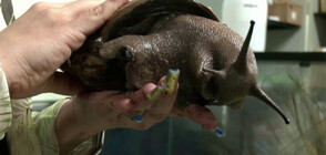 От хоби до хит в социалните медии: Майка на две деца стана експерт по отглеждането на охлюви (ВИДЕО)