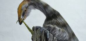 Фосил, намерен в Бразилия, може да хвърли светлина върху произхода на динозаврите (ВИДЕО)