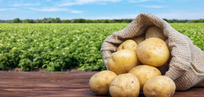 Изчезва ли българският картоф