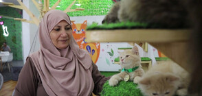 Първо по рода си кафене с котки отвори врати в Газа (ВИДЕО)