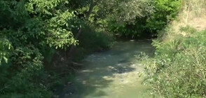 Мъртви щъркели в Разградско: Подозират отравяне на птиците от водата на Бели Лом