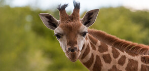 Единствен в света: Роди се жираф без петна (ВИДЕО)