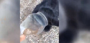 Жена спаси мече, заклещило главата си в пластмасова бутилка (ВИДЕО)
