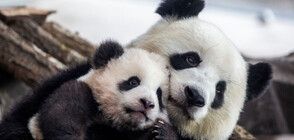 Зоопаркът в Москва показа първото бебе панда, родено в Русия (ВИДЕО)