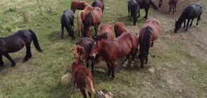 Дивите коне от планините Столови – едно от последните свободно живеещи стада (ВИДЕО)