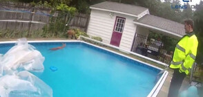 Полицаи извадиха паднал в басейн елен (ВИДЕО)