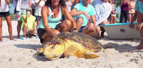 След дълго лечение: Пуснаха на свобода костенурка от застрашен вид (ВИДЕО)