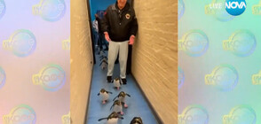 Долф Лундгрен разхожда пингвини (ВИДЕО)