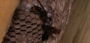 Доклад на ООН: Инвазивните видове растения струват на световната икономика 423 милиарда долара годишно (ВИДЕО)