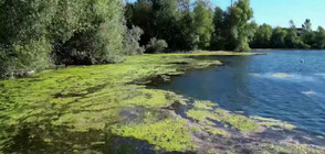 Отровни водорасли доведоха до затваряне на езеро в Германия (ВИДЕО)