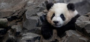 ПЪРВИ СТЪПКИ: Бебе панда се учи да пълзи (ВИДЕО)